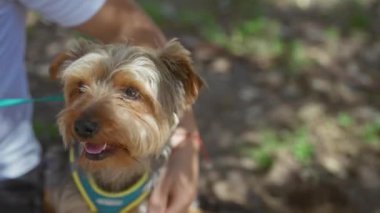 Açık hava parkında köpeği olan bir adam güneşli bir günde evcil hayvan sahibiyle evcil hayvan sahibi arasında sıcak bir bağ kuruyor..