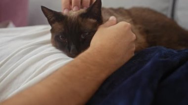 Bir adam, sıcak bir odada beyaz bir yatak örtüsünün üzerinde dinlenen siyam kedisini okşar.