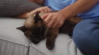 Bir adam, bir siyam kedisini sıcacık bir oturma odasında dinlenirken okşar, ev sakinliği hissi uyandırır..