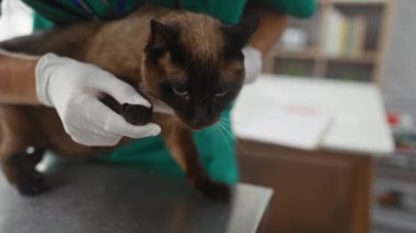 Önlüklü bir veteriner, bir klinik ortamında evcil hayvan sağlığı hizmeti veren siyam kedisinin patisini inceliyor..