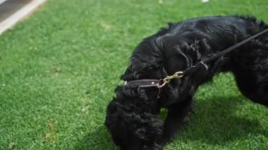 Siyah labrador köpeği açık hava parkında çimen kokluyor..