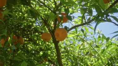 Mandarin narenciye reticulata 'sının açık havada canlı görüntüsü yemyeşil yapraklı bir ağaçtan sarkan ve puglia, İtalya' da açık mavi bir gökyüzü..