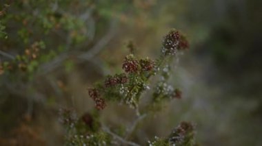 Doğal bir ormanlık alanda küçük kırmızı ve beyaz çiçekli açık hava çalılıklarının yakın plan çekimi..