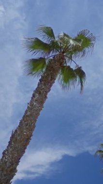 Uzun bir palmiye ağacı, parlak mavi bir gökyüzüne karşı duruyor. İnce beyaz bulutlar, sakin bir tropik açık hava atmosferi yaratıyor..