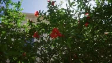 Bu fotoğraf, Puglia, İtalya 'da yeşil yaprakların arasından süzülen güneş ışığıyla birlikte açık havada kırmızı çiçekli canlı bir nar ağacı yakalar..