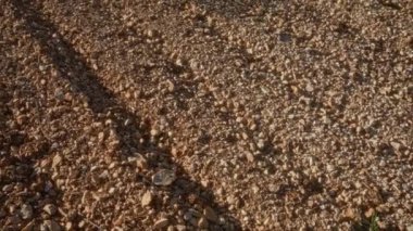 Açık tarım ortamında engebeli toprak ve kayalık arazi gölgeli ve seyrek yeşil bitki örtüsü puglia, İtalya 'da.
