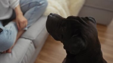 Beyaz gömlekli bir kadın, siyah köpeği beslerken gri koltukta oturmuş, arkadaşlığını ve evcil hayvan bakımını sergiliyor..