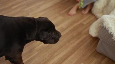 Bir labrador köpeğinin, arka plandaki kanepenin üzerine örtülü, rahat, tüylü bir battaniyeyle çıplak ayakla görünen bir kadının yanında, ahşap bir zeminde durduğu ev yapımı bir sahne..