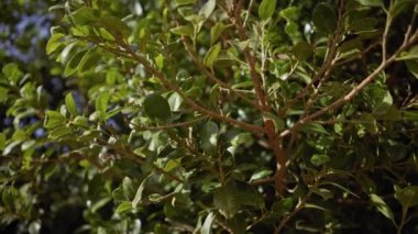 Kermes meşesi olarak da bilinen, İspanyol güneşinin tadını çıkaran bir 