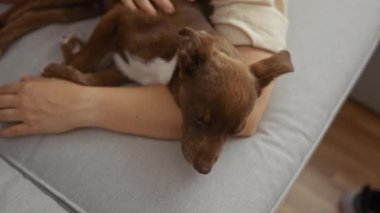 Bir kadın, rahat bir oturma odasında kucağında uyuyan kahverengi bir köpeği nazikçe okşar. Sıcak ve sakin bir iç mekan anı sergiler..