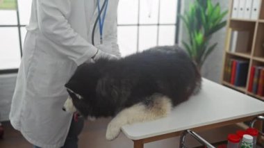 Genç bir İspanyol erkek veteriner, parlak bir klinik odasında siyah ve beyaz bir kabuğu muayene ediyor..