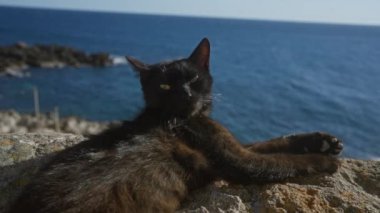 Gelibolu, puglia, İtalya 'da, arkasında mavi okyanus olan güneşli bir kayanın üzerinde uzanan siyah bir kedi..