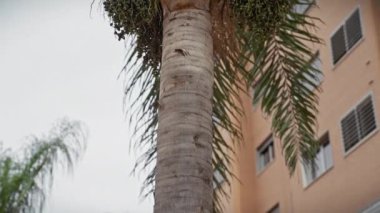 Murcia Palmiye Bahçesi Mimarlık tarihleri Açık havada