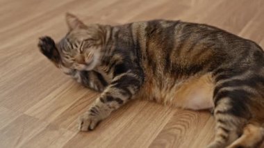 Bir tekir kedi ev ortamında ahşap bir zeminde rahatlar ve sevimli ve oyuncu davranışlarını sergiler..