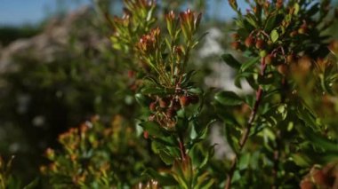 Arbutus unedo bitkisi, güney İtalya, Puglia 'da yeşil yapraklarını ve canlı meyvelerini vurgulayarak doğal ışıkta yakalandı..