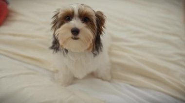 Şirin bir bisikletçi köpek yavrusu, rahat ve sıcak bir yatak odası ortamında dokulu bir yatak örtüsüne oturur..