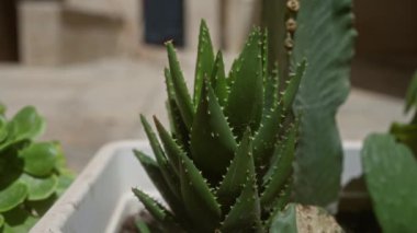 Puglia, İtalya 'da bir tencerede bulunan aloe vera bitkisinin yakın çekimi, bulanık bir arka planı var..