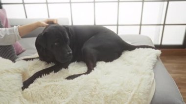Bir kadın, şehir içi bir dairede siyah labrador köpeğini nazikçe rahat, beyaz bir battaniyede dinlenirken okşar..