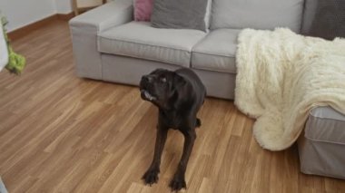 Siyah bir köpek, ahşap bir zeminde, rahat bir kanepenin yanında, rahat bir battaniyeyle oynarken bir insan onunla etkileşime geçiyor..