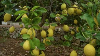 Olgunlaşmış sarı limonlu limon ve yeşil yapraklı limon ağaçları taştan bir arka planı olan İtalya 'nın açık hava bahçesinde görülür..