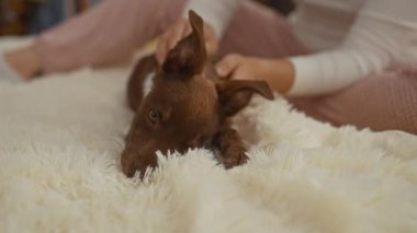 Bir kadın, rahat bir yatak odasında, rahat ve sıcak bir iç mekan sahnesi yaratarak, rahat beyaz bir yatakta otururken, küçük kahverengi bir köpeği nazikçe okşar..