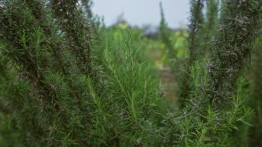 Puglia, Güney İtalya 'da bulutlu bir günde, açık bir bahçede yetişen yemyeşil biberiye bitkisi Rosmarinus officinalis' in yakın çekimi..