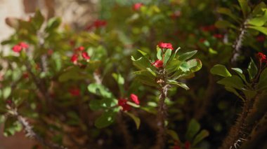 Dikenli kökler arasında canlı kırmızı çiçeklerle taçlandırılmış tropikal coşku milisinin yakın çekimi.