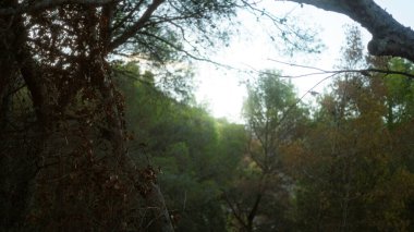 Berrak bir günde yaprakların arasından süzülen yemyeşil ağaçlar ve doğal ışıklarla sakin bir orman manzarası..