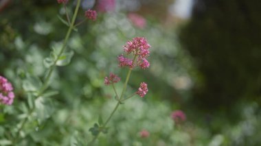 Yakın plan santranthus ruber, pembe kediotu çiçekleri, bulanık arka plan