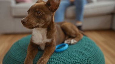 Kahverengi bir köpek, mavi bir oyuncakla rahat bir oturma odasında, örgü ören bir yastığın üzerinde uzanırken, bir insan arka plandaki kanepede oturur..