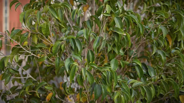 stock image Lush foliage of a ficus macrophylla, commonly known as the moreton bay fig tree, in murcia, spain.