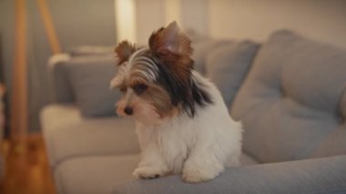 Neşeli bir bisikletçi köpek yavrusu ev ortamında bir insanla karşılaşır, neşe ve arkadaşlık tasvir eder..