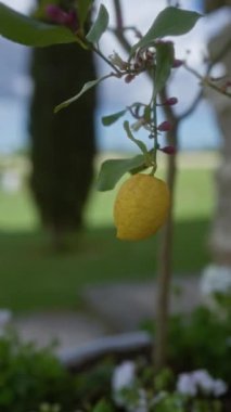 Olgun bir limon yeşil yapraklar ve pembe çiçek tomurcuklarıyla asılmış Puglia, İtalya 'da açık bir bahçede..