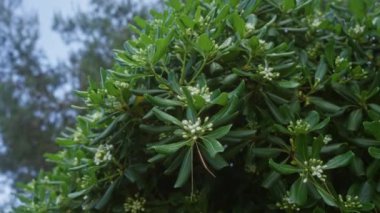 Pistacia mercimek yaprakları ve küçük beyaz çiçekler, Güney İtalya, Puglia 'da, doğal güzelliklerle dolu yemyeşil akdeniz yapraklarını gösteriyor..