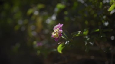 Işıl ışıl parlayan lantana çiçeklerinin yakın çekimi, doğanın güzelliğini gözler önüne seriyor..