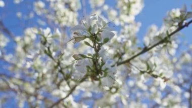 Judas Ağacı 'nın bir dalına yakın plan cercis siliastrum Narin beyaz çiçekler ile Puglia, İtalya' da canlı mavi bir gökyüzüne karşı.