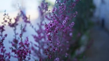 Bilimsel olarak gaura lindheimeri olarak bilinen pembe gaura, açık havada Puglia, İtalya 'da canlı mor ve pembe çiçekleri yaz güneşinde sergiliyor..