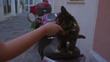 Bir kadın, Gelibolu, Puglia, İtalya 'da dar bir sokakta scooter' da oturan siyah bir kediyi nazikçe okşar. Bir kedi ve bir aracın yer aldığı sakin bir şehir anını yakalar..