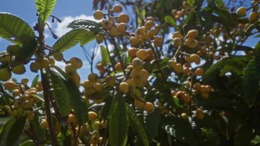 Bu resim, açık mavi gökyüzü altında açık hava ortamında yeşil yapraklar arasında olgunlaşmış sarı meyve kümeleri bulunan loquat olarak bilinen yemyeşil eriyobotrya japonica 'yı sergiliyor..