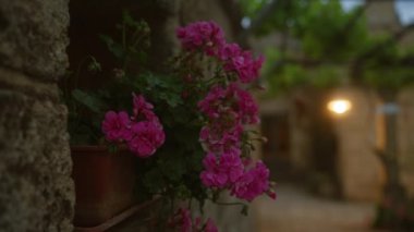 Pembe pelargonyum çiçekleri kabın içinde, kırsal taştan bir duvara karşı, sıcak açık hava ışıklarıyla aydınlatılıyor, İtalya 'nın Puglia kentindeki açık hava ortamında..