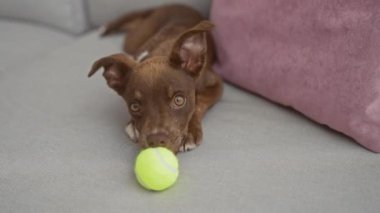 Gri bir kanepede uzanmış, yeşil bir tenis topuyla oynayan sevimli kahverengi bir köpek yavrusu sıcak bir ev ortamını neşelendiriyor..