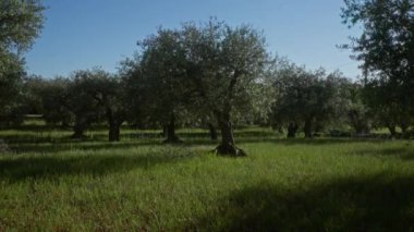 Puglia, İtalya 'da dingin bir zeytin koruluğu, canlı mavi gökyüzünün altında yemyeşil çayırlarda büyüyen asırlık ağaçlar sergileniyor.