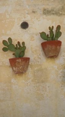 İki canlı opuntia microdasys kaktüsü, aynı zamanda tavşan kulak kaktüsü olarak da bilinir, eski bir duvarda kırsal terracotta tencereleri, bazilika, İtalya.