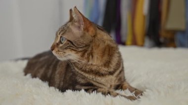 Şirin bir tekir kedi, evin arka planında renkli bir gardırop olan, tüylü beyaz bir halının üzerinde rahatlar..