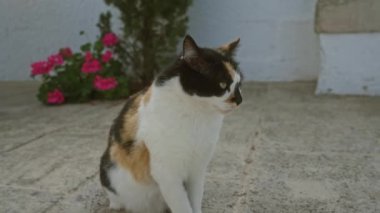 Beton bir yüzey üzerinde canlı çiçekler ve arka planda yeşil çalılar ile bir calico kedi, gün boyunca sakin bir açık hava ayarı somutlaştırıyor.