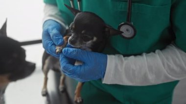 Bir adam veteriner kliniğinde iki Chihuahua köpeğini muayene ediyor, eldivenli ve stetoskop takıyor..