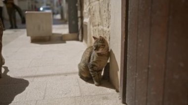 Dışarıda güneşli bir sokakta tasma takan bir kedi. Taş duvarları ve bulanık bir arka planı var..