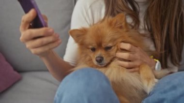Evde genç bir kadın elinde akıllı bir telefonla pomeranian 'ına sarılıyor. Oturma odasında boş vakit geçirdiğini gösteriyor..