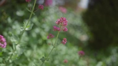 Kırmızı kediotu olarak da bilinen pembe santranthus yakut çiçeklerinin yakın plan görüntüsü bulanık yeşil bahçe arka planına karşı tam çiçeklenmiştir..