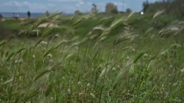 Rüzgarlı bir günde, Puglia, İtalya 'nın açık havada, bulanık insanlarla dolu vahşi arpa bitkilerinin yakın çekimleri ve deniz kenarında bir bina..